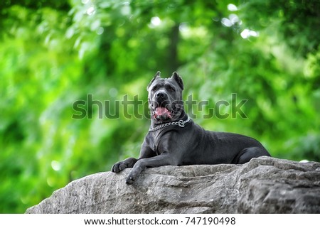 purebred Italian cane Corso blue color majestically rests on a grey stone in the Park on a summer day. funny dog portrait on a postcard Royalty-Free Stock Photo #747190498