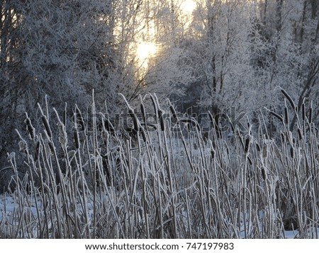 frozen winter landscape with forest background and calamus in the foreground