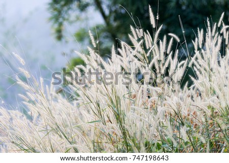 white grass in autumn background