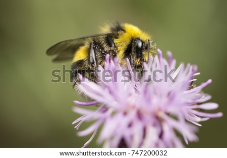 Common bee on Flower