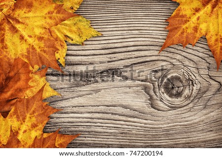 Dry Maple Leaves Border Backdrop On Old Knotted Wood Background