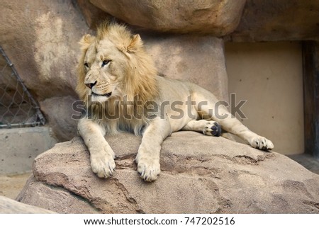 the king of the jungle at rest on his throne