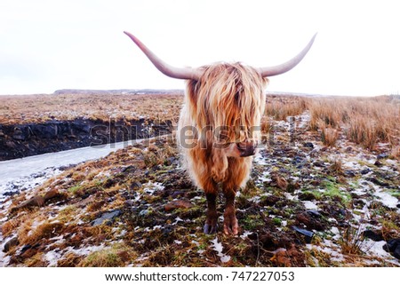 Beautiful highlands cow
