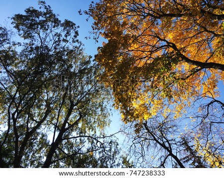 golden autumn. autumn trees and blue sky. 