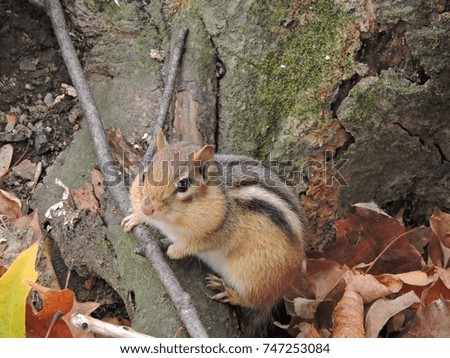 An eastern chipmunk sitting on a root with one paw resting on a fallen twig, watching the camera in the fall in Quebec, Canada