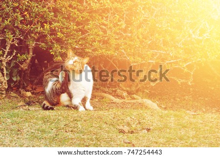 A cat scratching itself sitting on the grass near the bush in the park, toned picture with copy space, illustrated insects parasites of domestic animals.