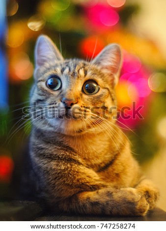 Cat lying and looking at camera on Christmas background.