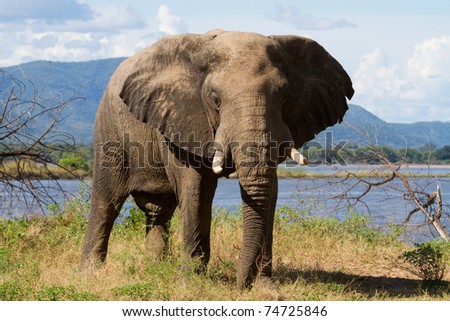 An elephant bull next to the Zambezi River, Mana Pools Royalty-Free Stock Photo #74725846