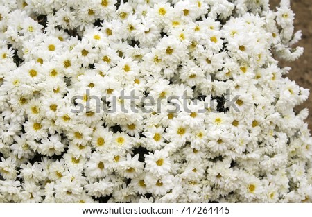 Center of handmade flowers daisies, nature and romantic decoration