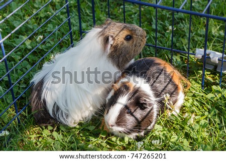 Two Guinea pigs in a wire fencing in a garden
