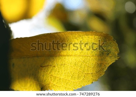 Yellow and green leaf with sunlight