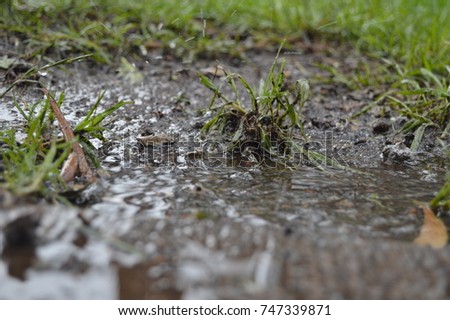Natural nature close up macro photography portrait picture view of a wet mud floor after a rainfall water reflection on the ground plant green bush growing from earth