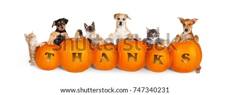 Row of cute puppies and kittens over six carved pumpkins with the word Thanks for Thanksgiving. Isolated on white and sized for a popular social media cover image.
