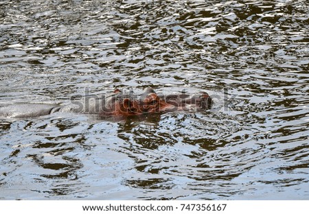Hippopotamus swimming in river - closeup 