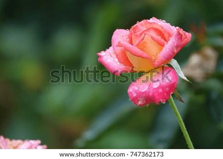red and yellow rose and raindrops, elegant shape and splendid color, sparkling drops