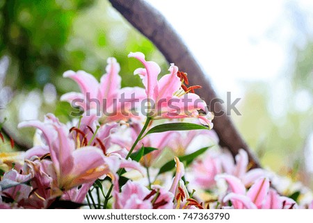 Pink lilies on nature background
