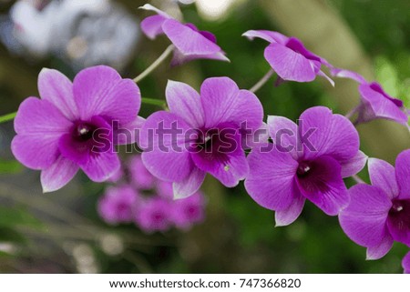 Purple Orchid Asia
