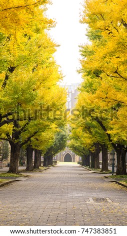 Autumn and japan travel concept - Beautiful yellow leaf of ginko tree with walkway to clock tower in autumn season in tokyo japan