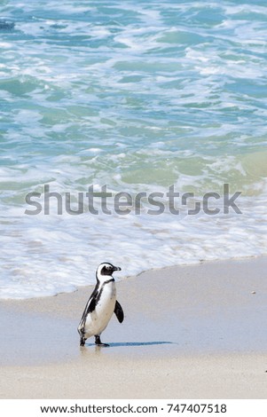 Color outdoor wildlife photography taken in South Africa, Cape Town, Boulders beach, of a cute jackass penguin in front of the ocean taken on a bright sunny day 