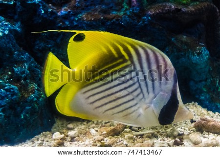 Chaetodon semilarvatus  Butterflyfish, Bannerfish, Coralfish sea fish