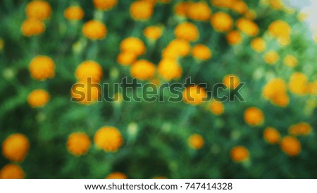 Blurred summer background with Marigold flowers field in sunlight. Beautiful nature scene with blooming calendula in Summertime.