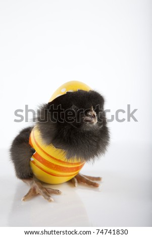 Front view of a sleepy black baby chicken in a painted yellow eggshell costume and hat. Easter greeting concept. High resolution photography taken in studio.