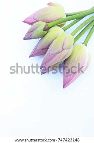 A lotus on a white background in the upper right corner of the image.