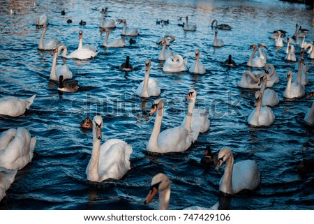Swan on River Thames