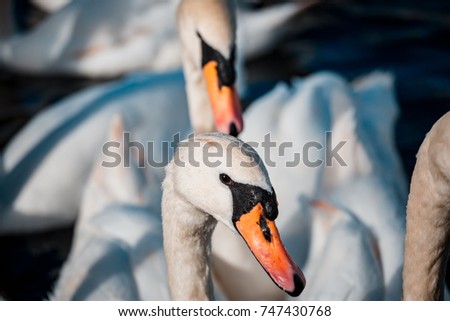 Swan on River Thames