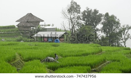 Green rice during the rainy season at Thailand. Pa Bong Piang Rice Terraces at Chiang Mai Province, northern Thailand