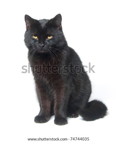 Black cat sitting on white background