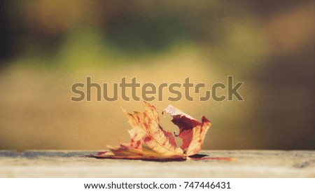 Artistic composition textured effect autumn golden leaves, Canadian forest 
