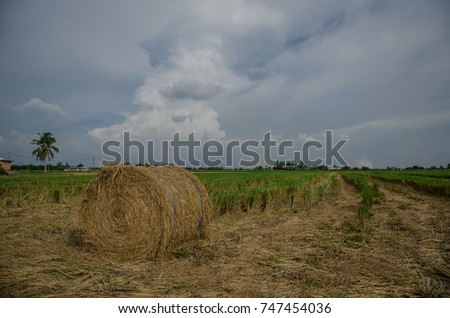 the unique view landscape of chaff at Kuala Selangor Malaysia 