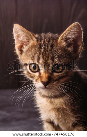 Beautiful young kitten on a dark background