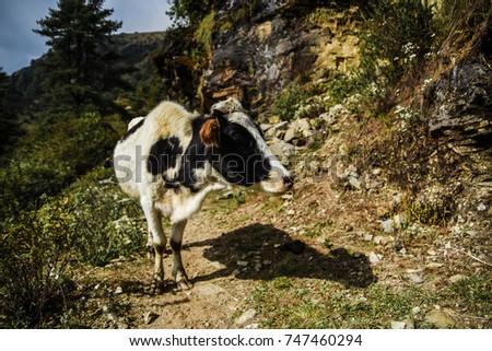 Cows in a pasture in Himalaya mountains, Nepal