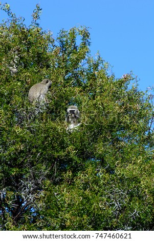 Color wildlife outdoor animal photography of guenon monkeys sitting in a  green tree on a sunny day with blue sky, taken in the Camdeboo, Graaff Reinet, Karoo, South Africa