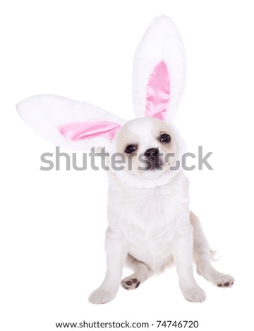 Cute longhair white chihuahua puppy wearing bunny ears in celebration of Easter holiday, isolated on white.