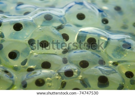 close-up of common frogspawn in a pond Royalty-Free Stock Photo #74747530