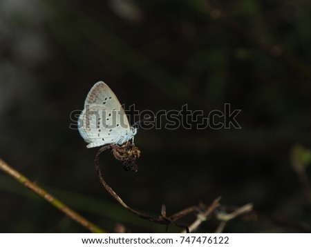 Close up White Butterfly on the branch, Grass background