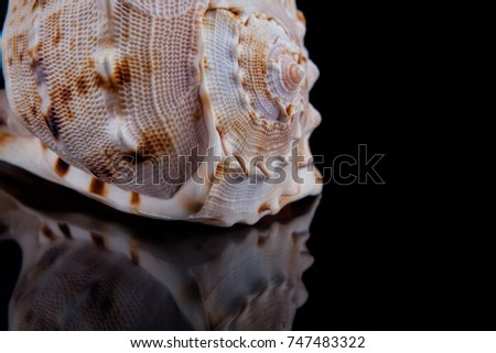 Decorative seashell on a black background