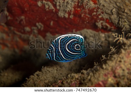 juvenile Emperor angelfish