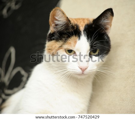 White-black-red cat