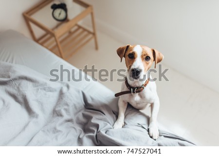 From above view of charming Jack Russell Terrier bending on bed looking at camera with interest.  Royalty-Free Stock Photo #747527041