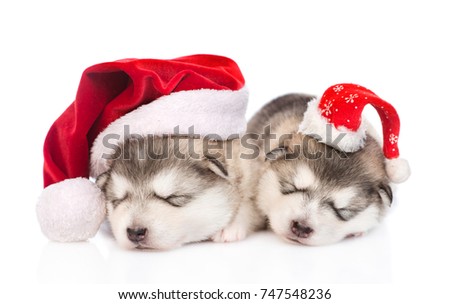Two sleeping alaskan malamute puppies in red santa hats. isolated on white background