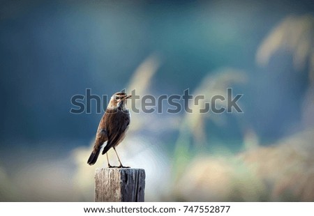 Bluethroat(Luscinia svecica)perched on a wooden pole at Bahrain.