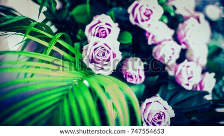 The purple real roses and the green leave