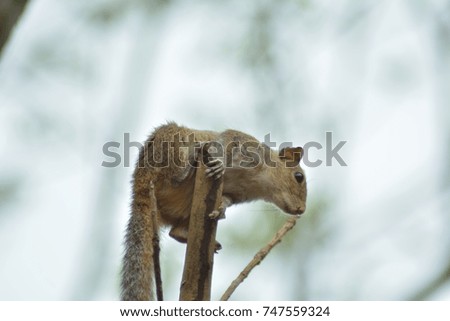 Indian palm squirrel sitting on a tree