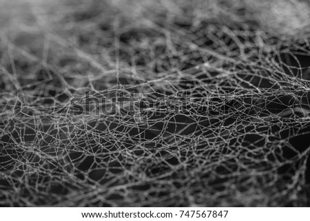 Cobweb or spider web as a nature trap or scary horror animal structure background in black and white light