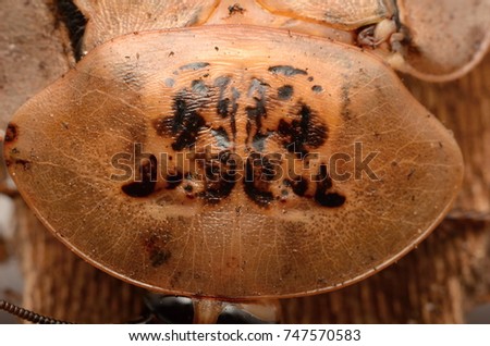 Giant cave mosaic cockroach (Archimandrita tesselata)
