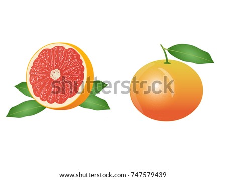 Grape Fruits Full and a Half view - Cartoon Vector Image